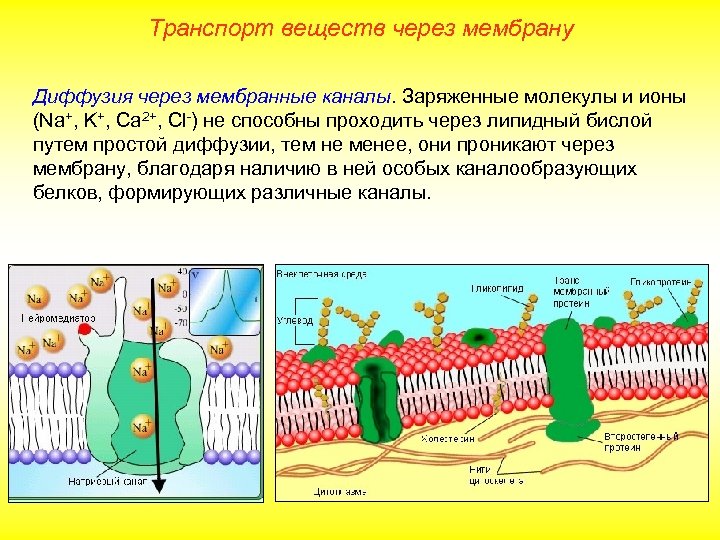 Транспорт веществ через мембрану Диффузия через мембранные каналы. Заряженные молекулы и ионы (Na+, K+,