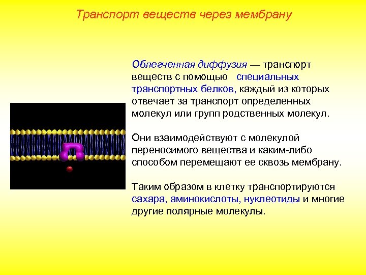 Транспорт веществ через мембрану Облегченная диффузия — транспорт веществ с помощью специальных транспортных белков,