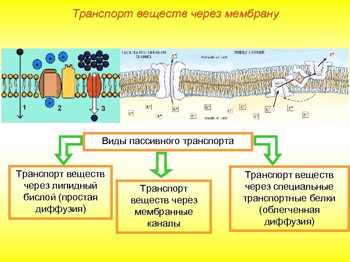 Схема мембранный транспорт