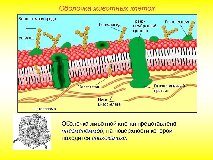 Оболочка животных клеток Оболочка животной клетки представлена плазмалеммой, на поверхности которой находится гликокаликс. 