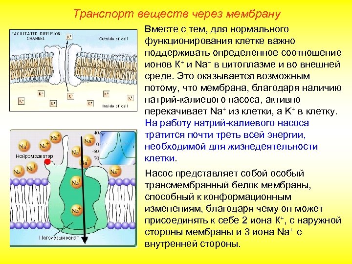 Транспорт веществ через мембрану Вместе с тем, для нормального функционирования клетке важно поддерживать определенное