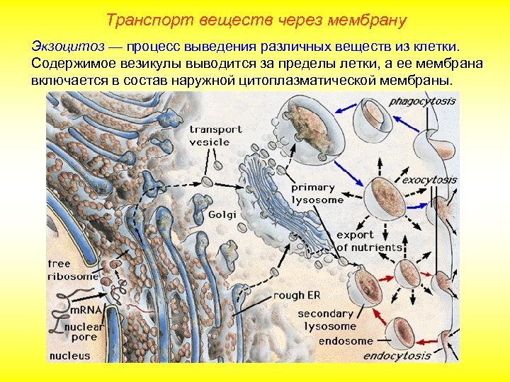 Транспорт веществ через мембрану Экзоцитоз — процесс выведения различных веществ из клетки. Содержимое везикулы