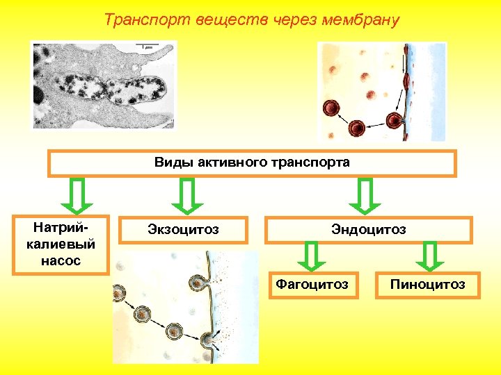Транспорт веществ через мембрану Виды активного транспорта Натрийкалиевый насос Экзоцитоз Эндоцитоз Фагоцитоз Пиноцитоз 