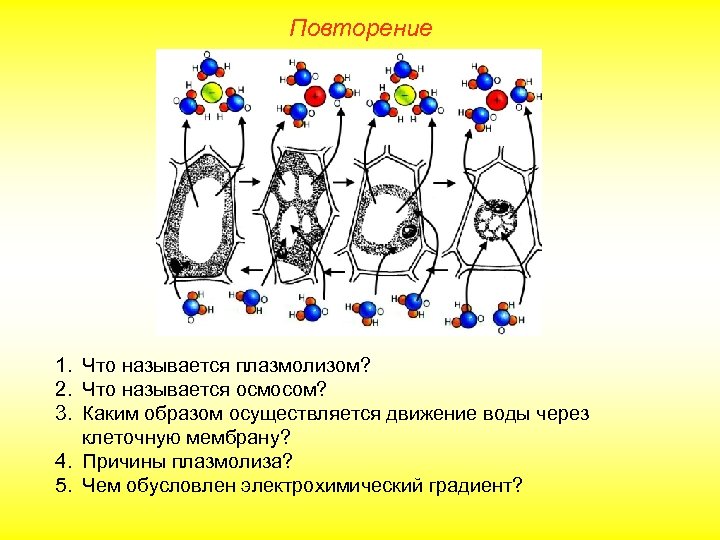 Повторение 1. Что называется плазмолизом? 2. Что называется осмосом? 3. Каким образом осуществляется движение