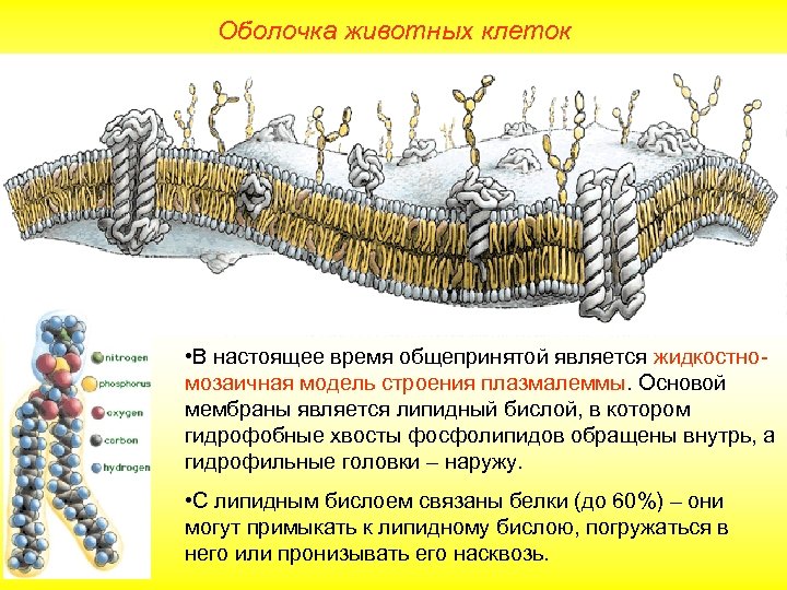 Оболочка животных клеток • В настоящее время общепринятой является жидкостномозаичная модель строения плазмалеммы. Основой