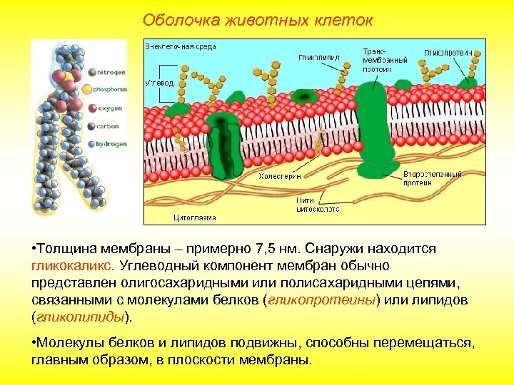 Оболочка животных клеток • Толщина мембраны – примерно 7, 5 нм. Снаружи находится гликокаликс.