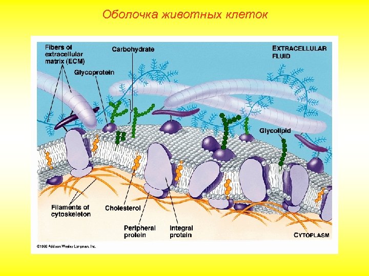 Оболочка животных клеток 