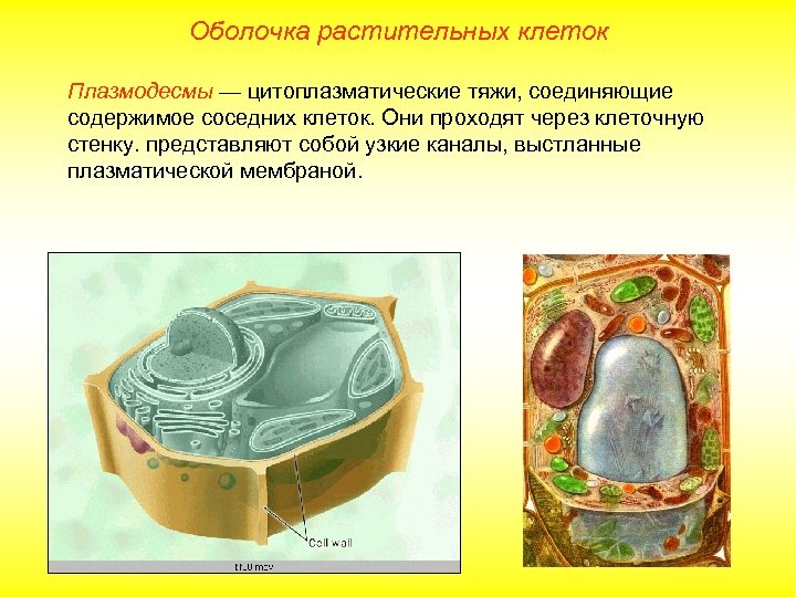 Оболочка растительных клеток Плазмодесмы — цитоплазматические тяжи, соединяющие содержимое соседних клеток. Они проходят через