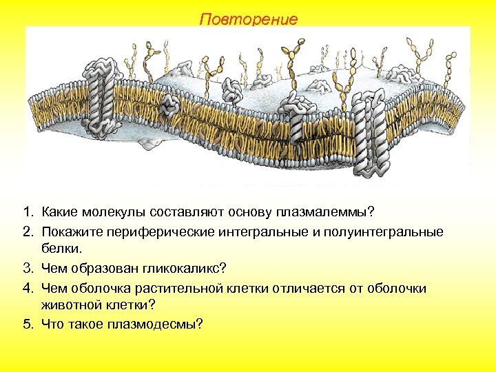 Повторение 1. Какие молекулы составляют основу плазмалеммы? 2. Покажите периферические интегральные и полуинтегральные белки.