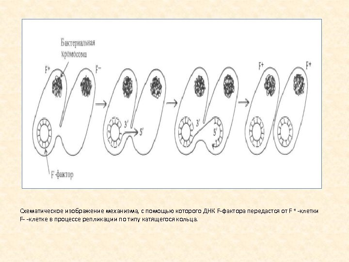 Схематическое изображение механизма, с помощью которого ДНК F фактора передастся от F + клетки
