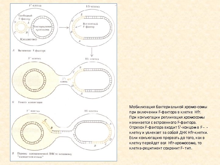 Мобилизация бактериальной хромо сомы при включении F фактора в клетке Hfr. При конъюгации репликация