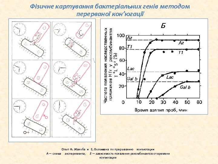 Фізичне картування бактеріальних генів методом перерваної кон’югації Опыт Ф. Жакоба и Е. Вольмана по