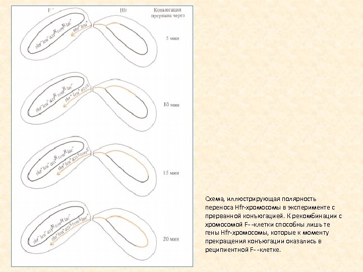 Схема, иллюстрирующая полярность переноса Hfr хромосомы в эксперименте с прерванной конъюгацией. К рекомбинации с