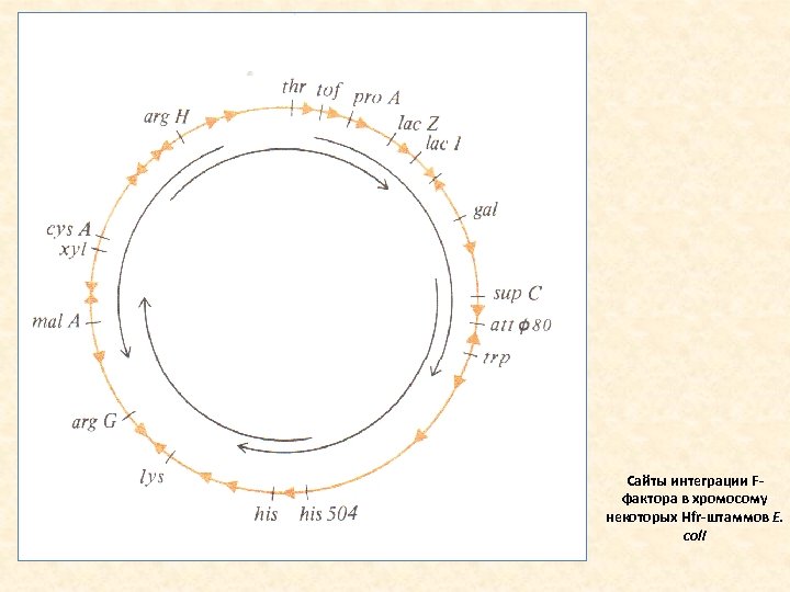 Сайты интеграции Fфактора в хромосому некоторых Hfr-штаммов Е. coli 