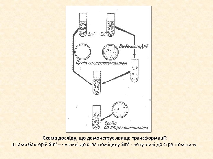 Схема досліду, що демонструє явище трансформації: Штами бактерій Sms – чутливі до стрептоміцину Smr
