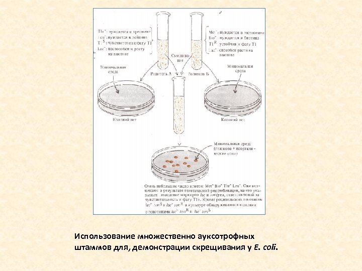 Использование множественно ауксотрофных штаммов для, демонстрации скрещивания у Е. coli. 