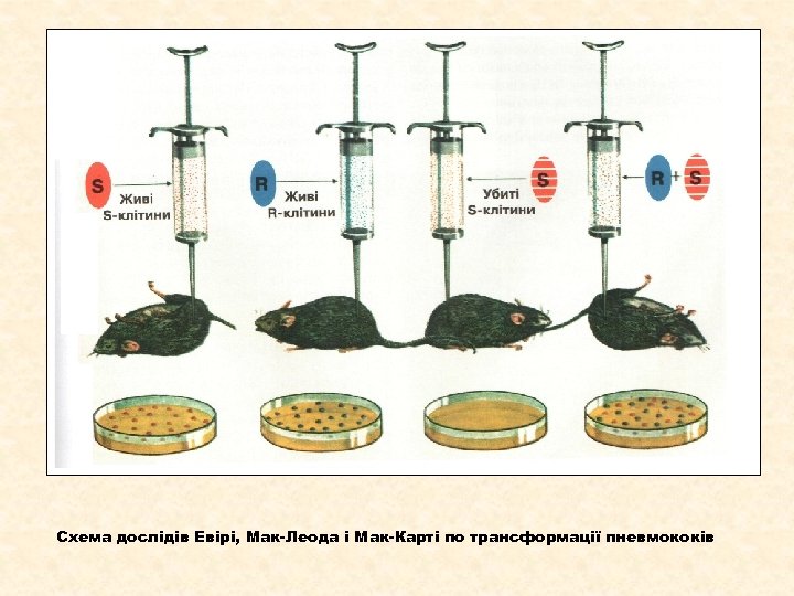 Схема дослідів Евірі, Мак-Леода і Мак-Карті по трансформації пневмококів 
