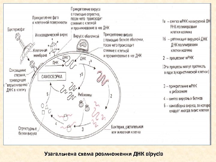 Узагальнена схема розмноження ДНК вірусів 
