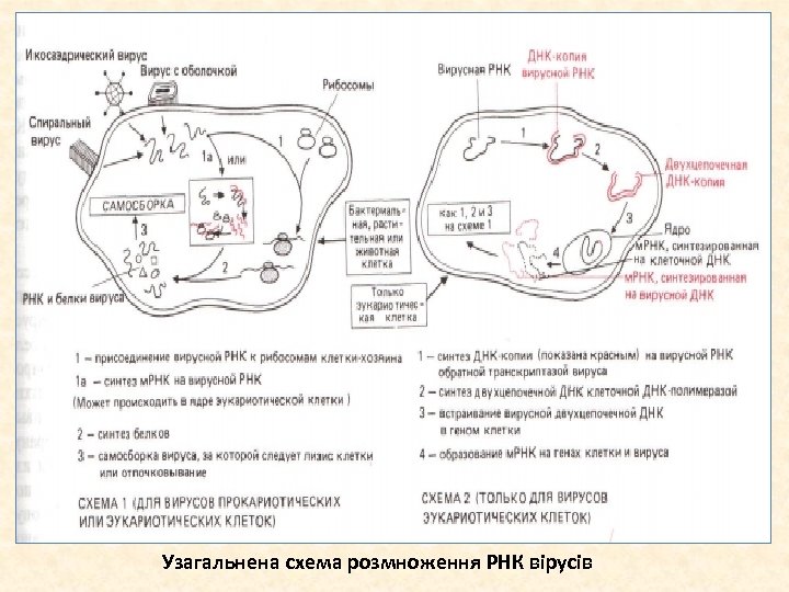 Узагальнена схема розмноження РНК вірусів 