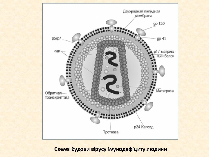 Схема будови вірусу імунодефіциту людини 