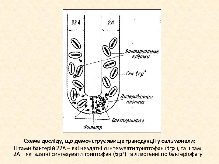 Схема досліду, що демонструє явище трансдукції у сальмонели: Штами бактерій 22 А – які