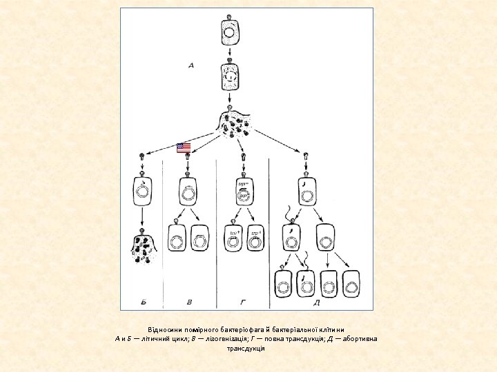 Відносини помірного бактеріофага й бактеріальної клітини А и Б — літичний цикл; В —