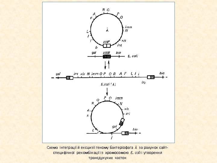 Схема інтеграції й ексцизії геному бактеріофага λ за рахунок сайт специфічної рекомбінації із хромосомою