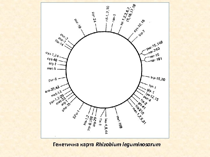 Генетична карта Rhizobium leguminosarum 