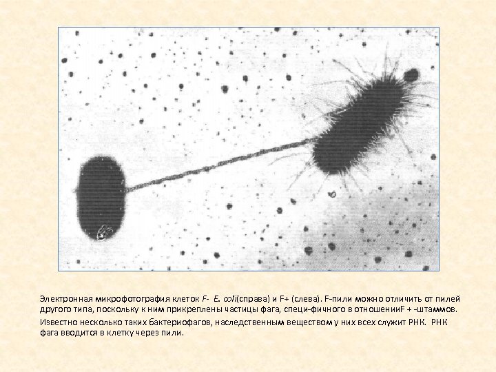 Электронная микрофотография клеток F- Е. соli(справа) и F+ (слева). F пили можно отличить от
