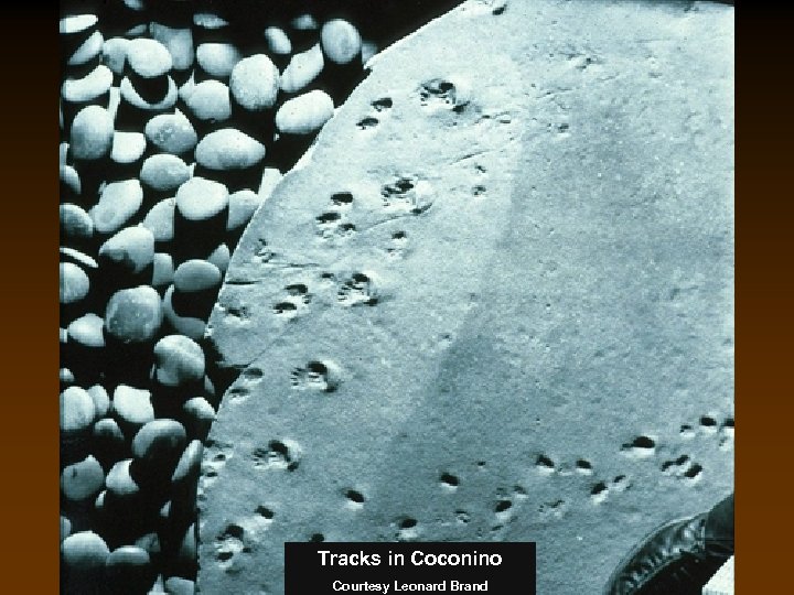 Tracks in Coconino Courtesy Leonard Brand 