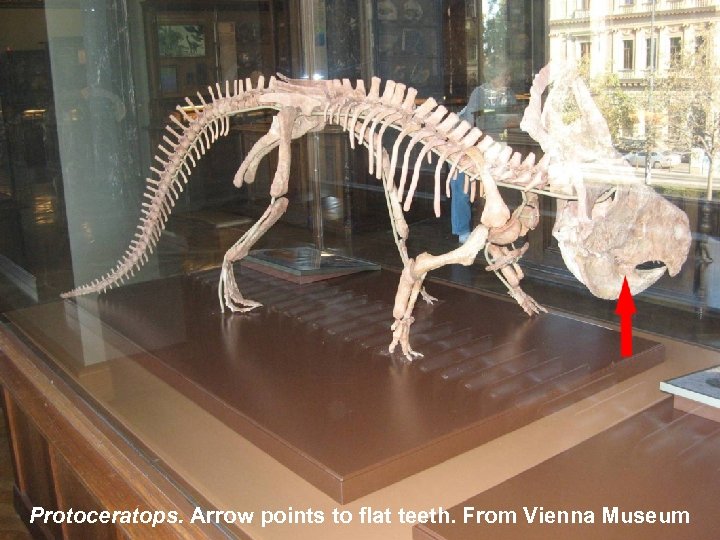Protoceratops. Arrow points to flat teeth. From Vienna Museum 