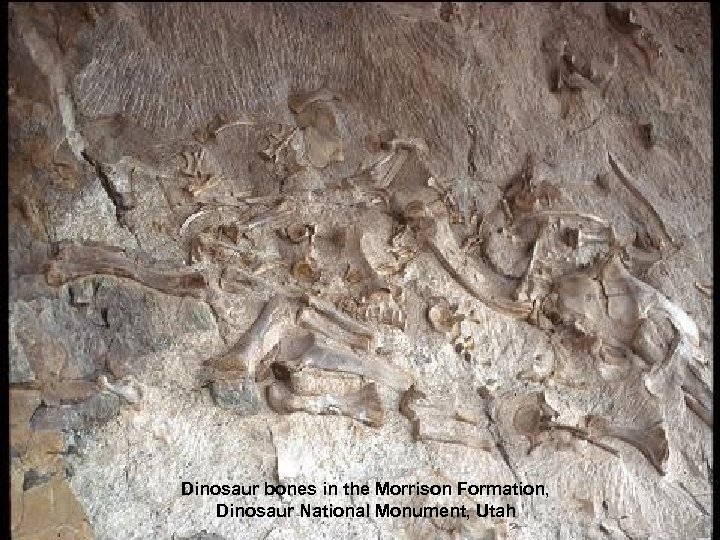 Dinosaur bones in the Morrison Formation, Dinosaur National Monument, Utah 