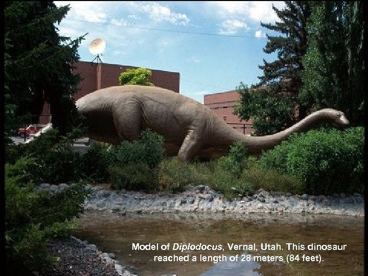 Model of Diplodocus, Vernal, Utah. This dinosaur reached a length of 28 meters (84