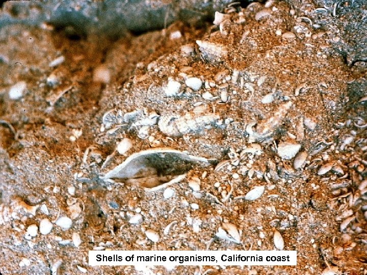 Shells of marine organisms, California coast 