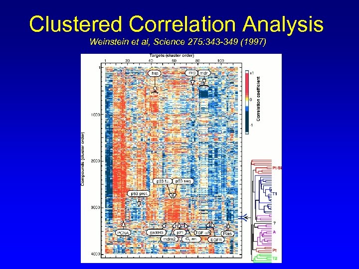 Clustered Correlation Analysis Weinstein et al, Science 275: 343 -349 (1997) 