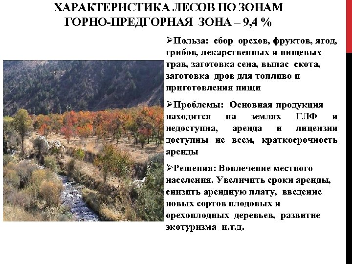 ХАРАКТЕРИСТИКА ЛЕСОВ ПО ЗОНАМ ГОРНО-ПРЕДГОРНАЯ ЗОНА – 9, 4 % ØПольза: сбор орехов, фруктов,