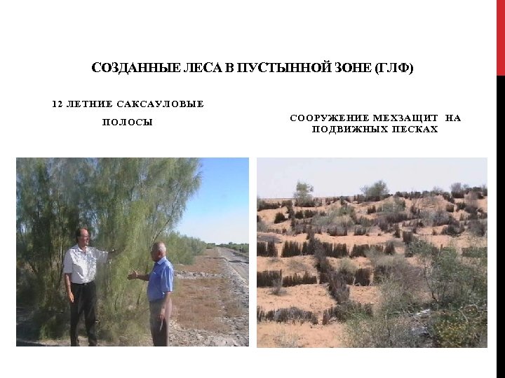 СОЗДАННЫЕ ЛЕСА В ПУСТЫННОЙ ЗОНЕ (ГЛФ) 12 ЛЕТНИЕ САКСАУЛОВЫЕ ПОЛОСЫ СООРУЖЕНИЕ МЕХЗАЩИТ НА ПОДВИЖНЫХ
