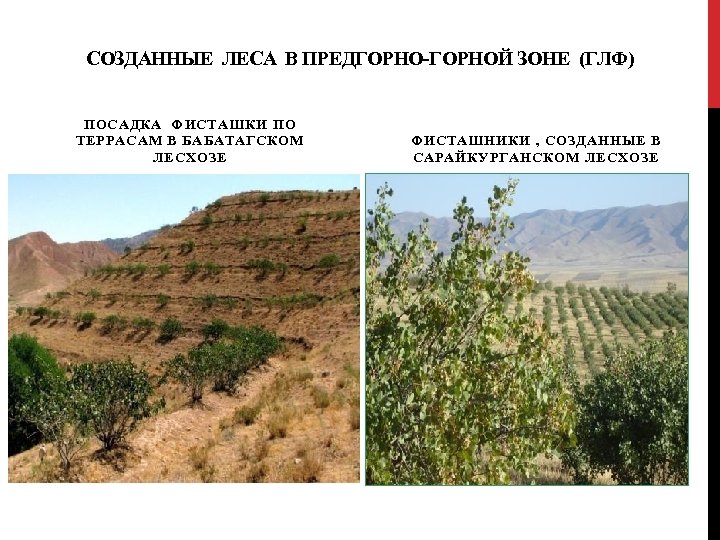 СОЗДАННЫЕ ЛЕСА В ПРЕДГОРНО-ГОРНОЙ ЗОНЕ (ГЛФ) ПОСАДКА ФИСТАШКИ ПО ТЕРРАСАМ В БАБАТАГСКОМ ЛЕСХОЗЕ ФИСТАШНИКИ