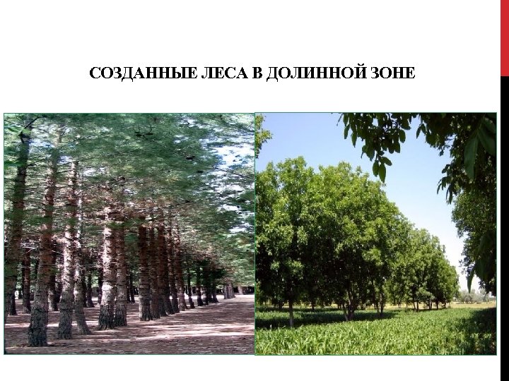 СОЗДАННЫЕ ЛЕСА В ДОЛИННОЙ ЗОНЕ 