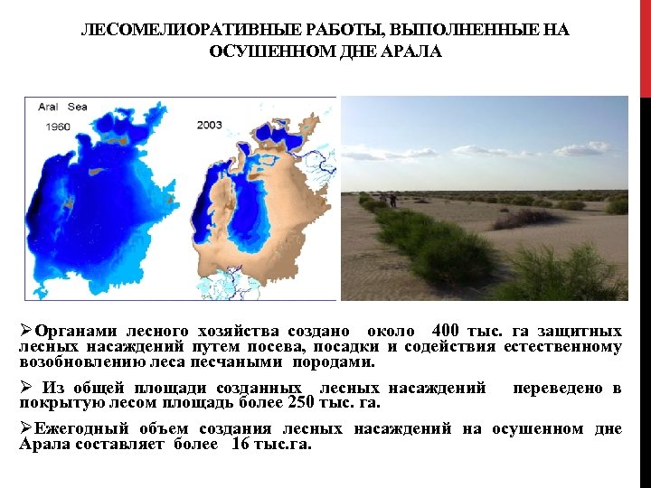 ЛЕСОМЕЛИОРАТИВНЫЕ РАБОТЫ, ВЫПОЛНЕННЫЕ НА ОСУШЕННОМ ДНЕ АРАЛА ØОрганами лесного хозяйства создано около 400 тыс.