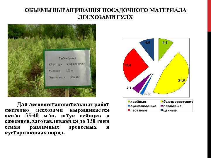 ОБЪЕМЫ ВЫРАЩИВАНИЯ ПОСАДОЧНОГО МАТЕРИАЛА ЛЕСХОЗАМИ ГУЛХ Для лесовосстановительных работ ежегодно лесхозами выращивается около 35