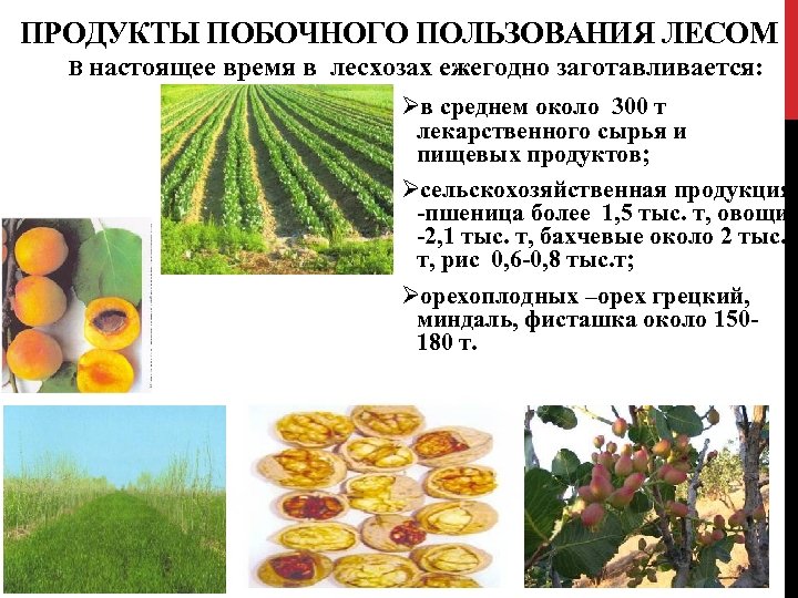ПРОДУКТЫ ПОБОЧНОГО ПОЛЬЗОВАНИЯ ЛЕСОМ В настоящее время в лесхозах ежегодно заготавливается: Øв среднем около