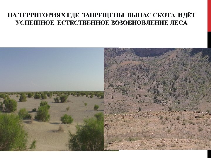 НА ТЕРРИТОРИЯХ ГДЕ ЗАПРЕЩЕНЫ ВЫПАС СКОТА ИДЁТ УСПЕШНОЕ ЕСТЕСТВЕННОЕ ВОЗОБНОВЛЕНИЕ ЛЕСА 