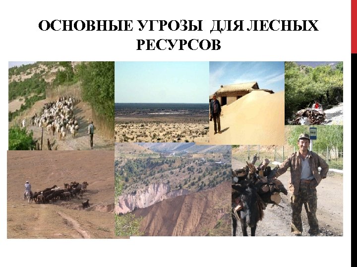 ОСНОВНЫЕ УГРОЗЫ ДЛЯ ЛЕСНЫХ РЕСУРСОВ 