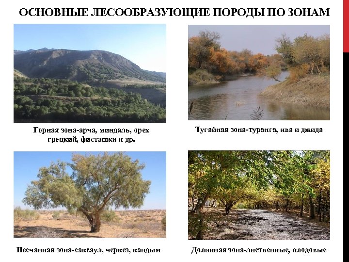 ОСНОВНЫЕ ЛЕСООБРАЗУЮЩИЕ ПОРОДЫ ПО ЗОНАМ Горная зона-арча, миндаль, орех грецкий, фисташка и др. Песчанная