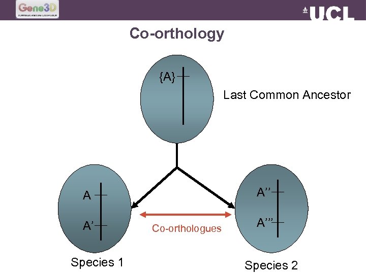 Co-orthology {A} Last Common Ancestor A’’ A A’ Species 1 Co-orthologues A’’’ Species 2