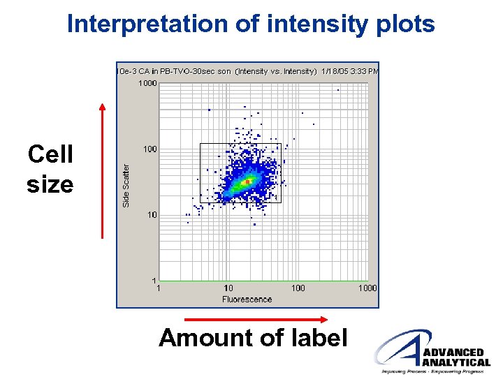 Interpretation of intensity plots Cell size Amount of label 