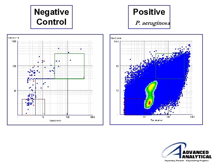 Negative Control Positive P. aeruginosa 