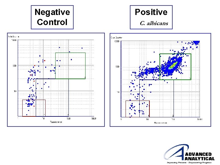 Negative Control Positive C. albicans 