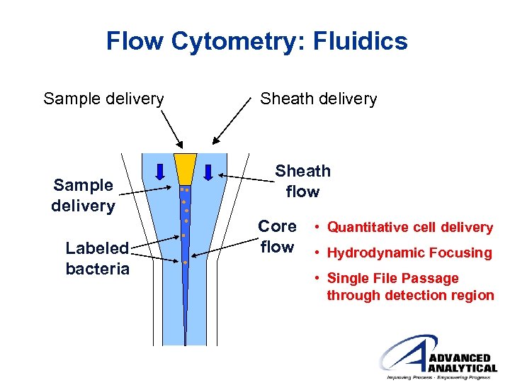 Flow Cytometry: Fluidics Sample delivery Labeled bacteria Sheath delivery Sheath flow Core flow •